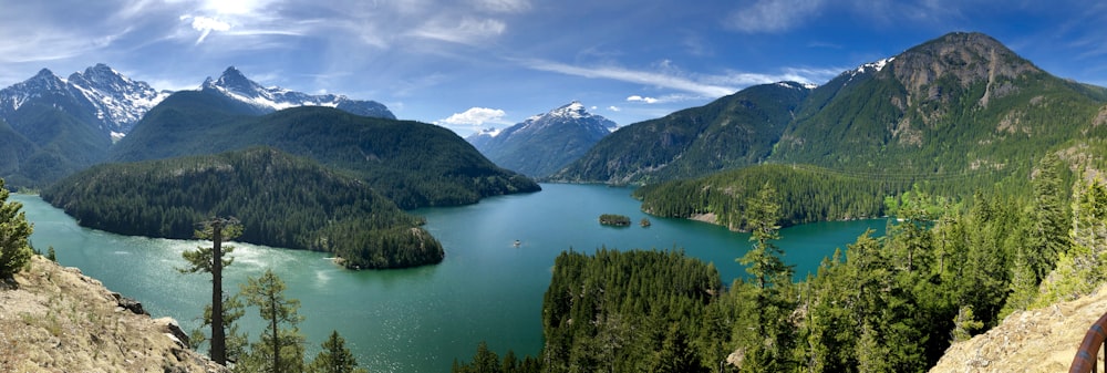 trees near body of water