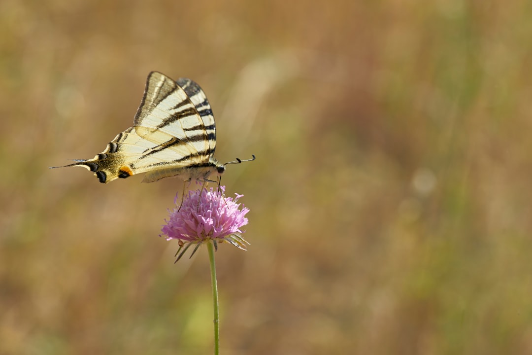 selective focus photo of butterfly perching on purple flower