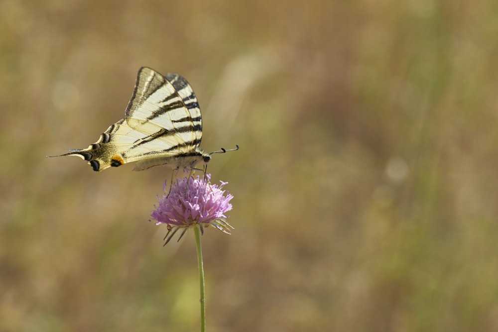 selective focus photo of butterfly perching on purple flower