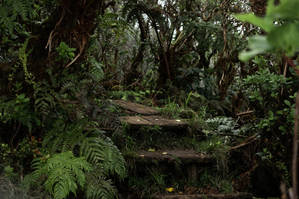 landscape photo of a forest