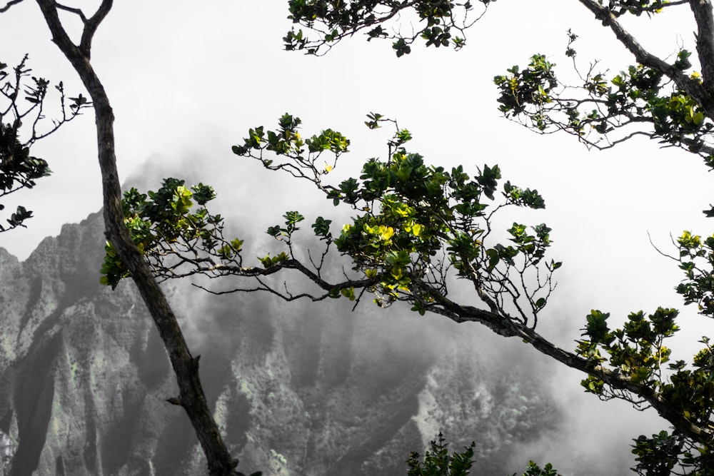 green leaf tree