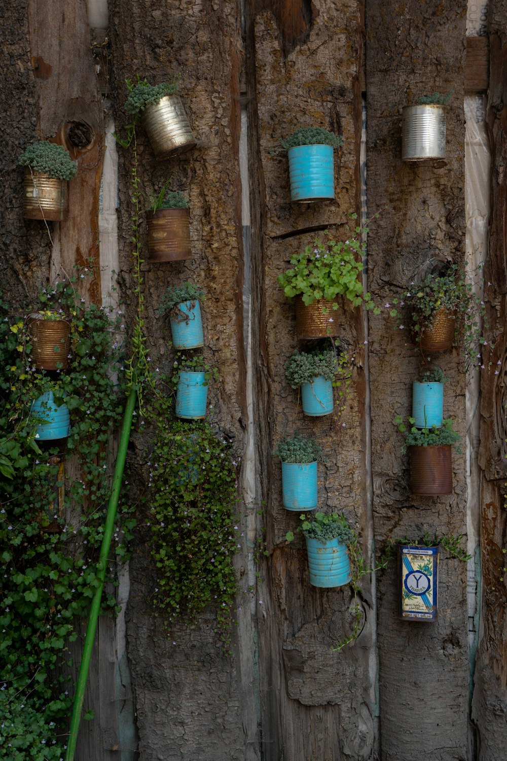 cans turned into plant pots hanging on wall