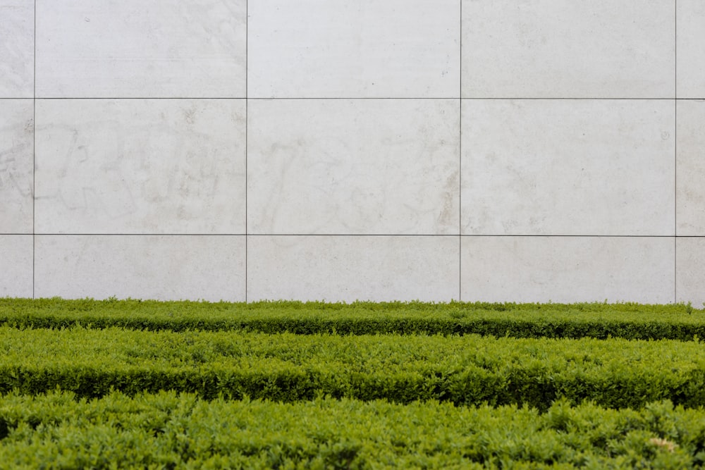 green leaf plants