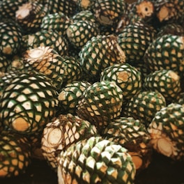 Close-up of ripe agave piñas ready for harvest in the fields of Jalisco under warm sunlight.