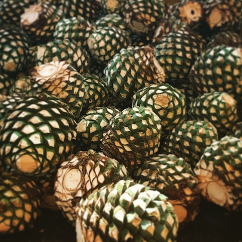 Close-up of ripe agave piñas ready for harvest in the fields of Jalisco under warm sunlight.