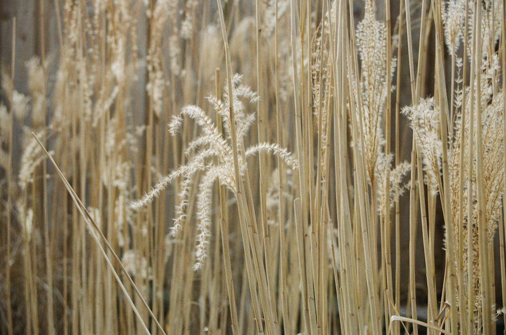 brown grass field close-up photography