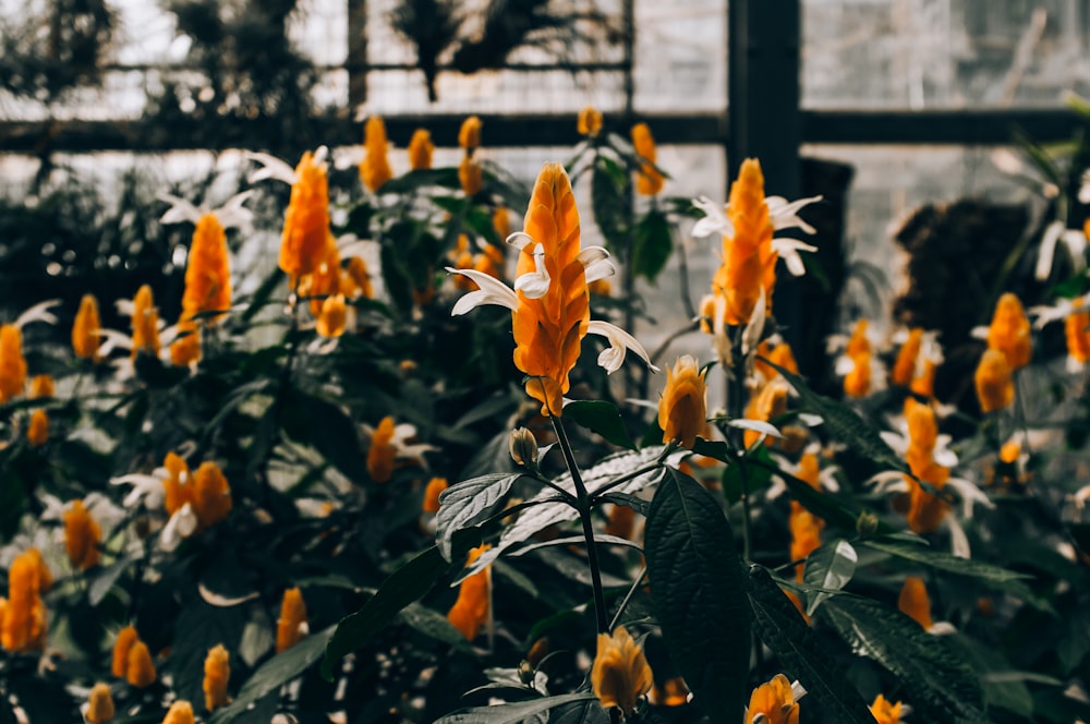 orange petaled flower plants