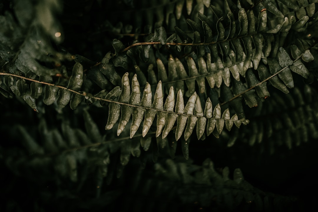 green leafed plants