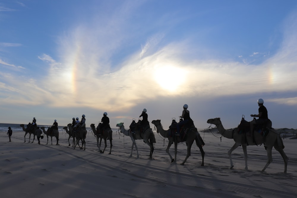 Silueta de personas montando camello durante el día