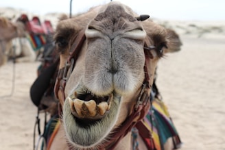 A close-up of a camel's face, revealing its textured fur and large teeth. The camel is fitted with a multicolored harness, and its eyes are half-closed. In the blurred background, there are other camels with colorful blankets and a sandy desert landscape.