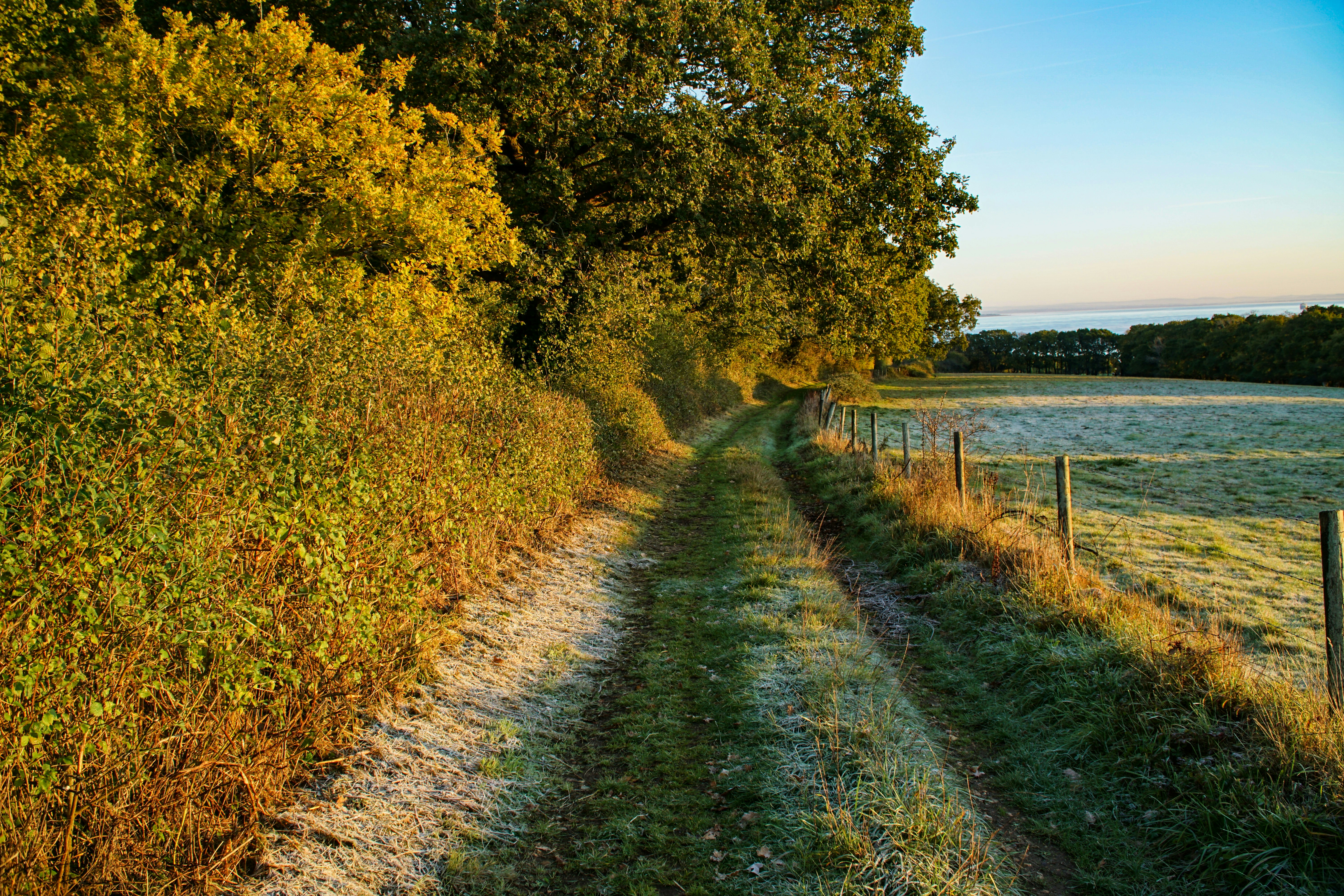 pathway near trees