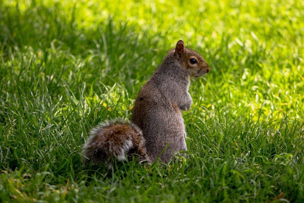 squirrel on grass during daytime