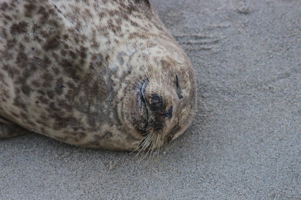 brown seal