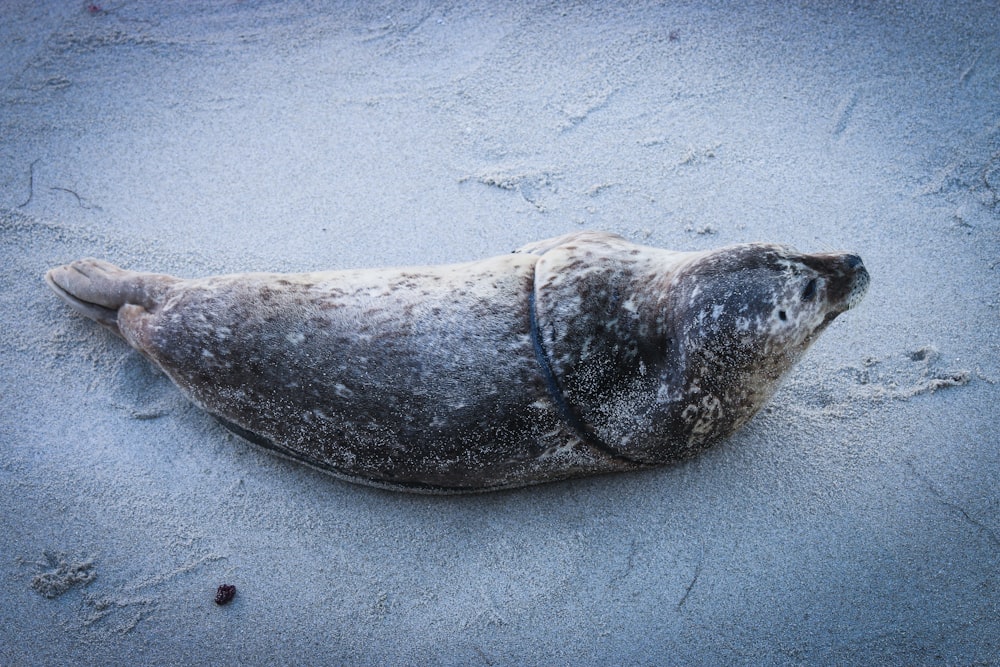 grey seal on sandy beach