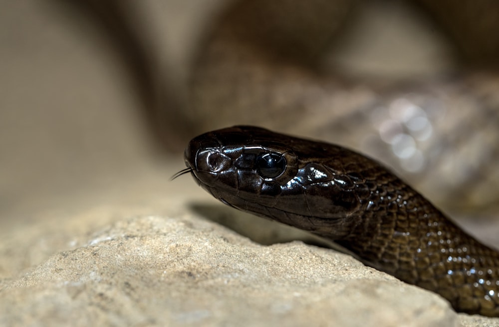 black and brown snake