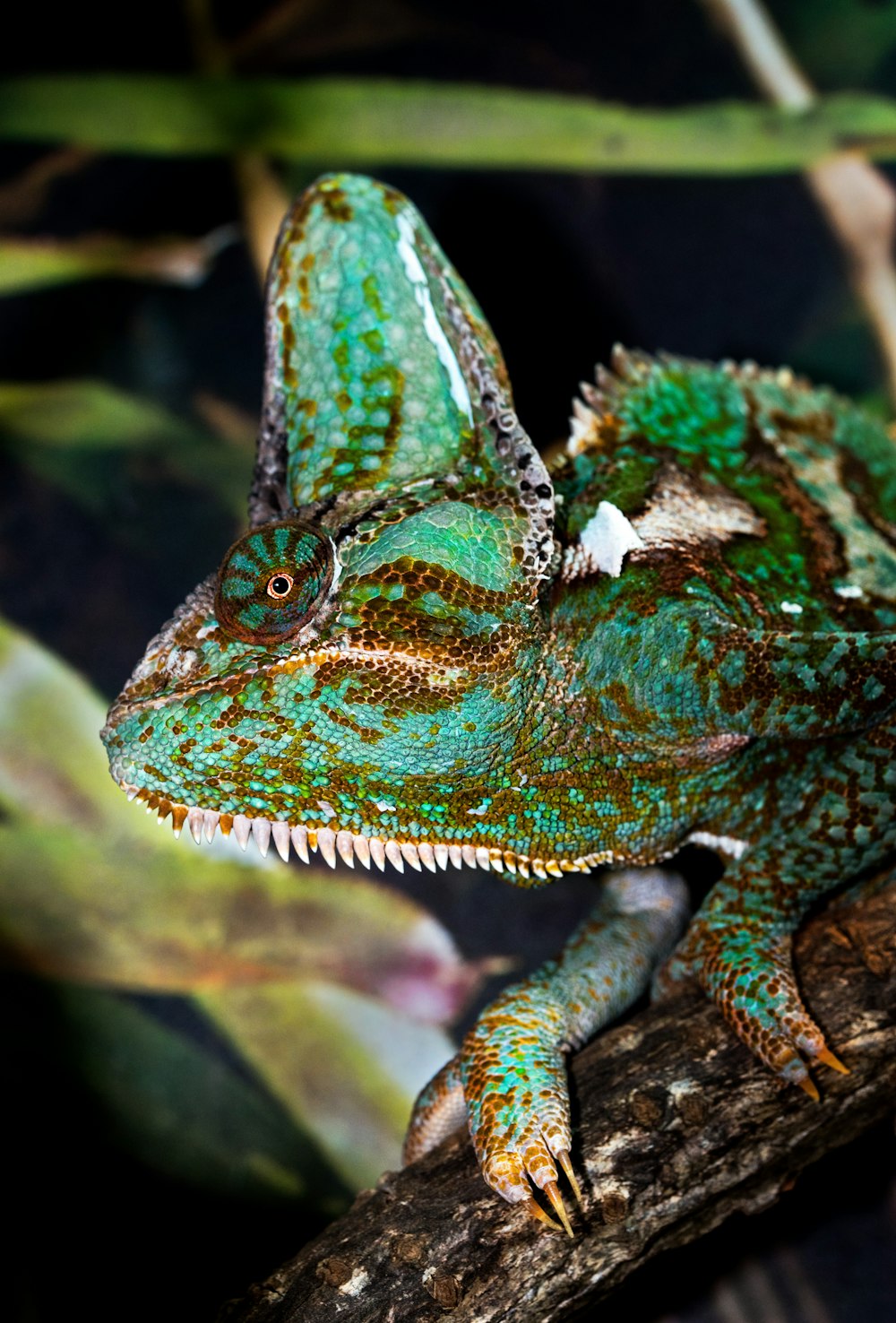 green chameleon on branch