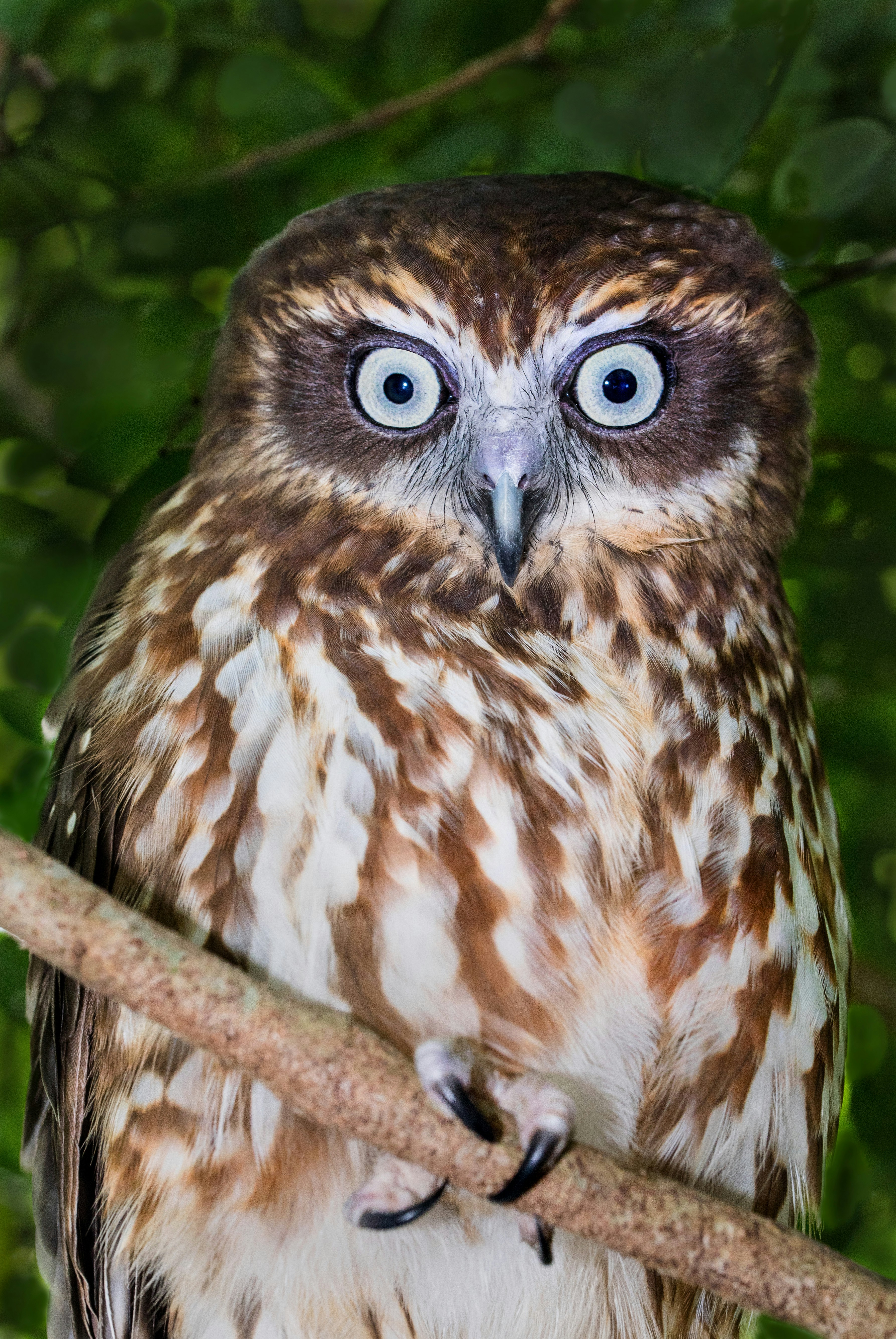 A Boobook owl stares down the photographer.