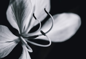 Close-up of a delicate black and white photographic print with fine details.