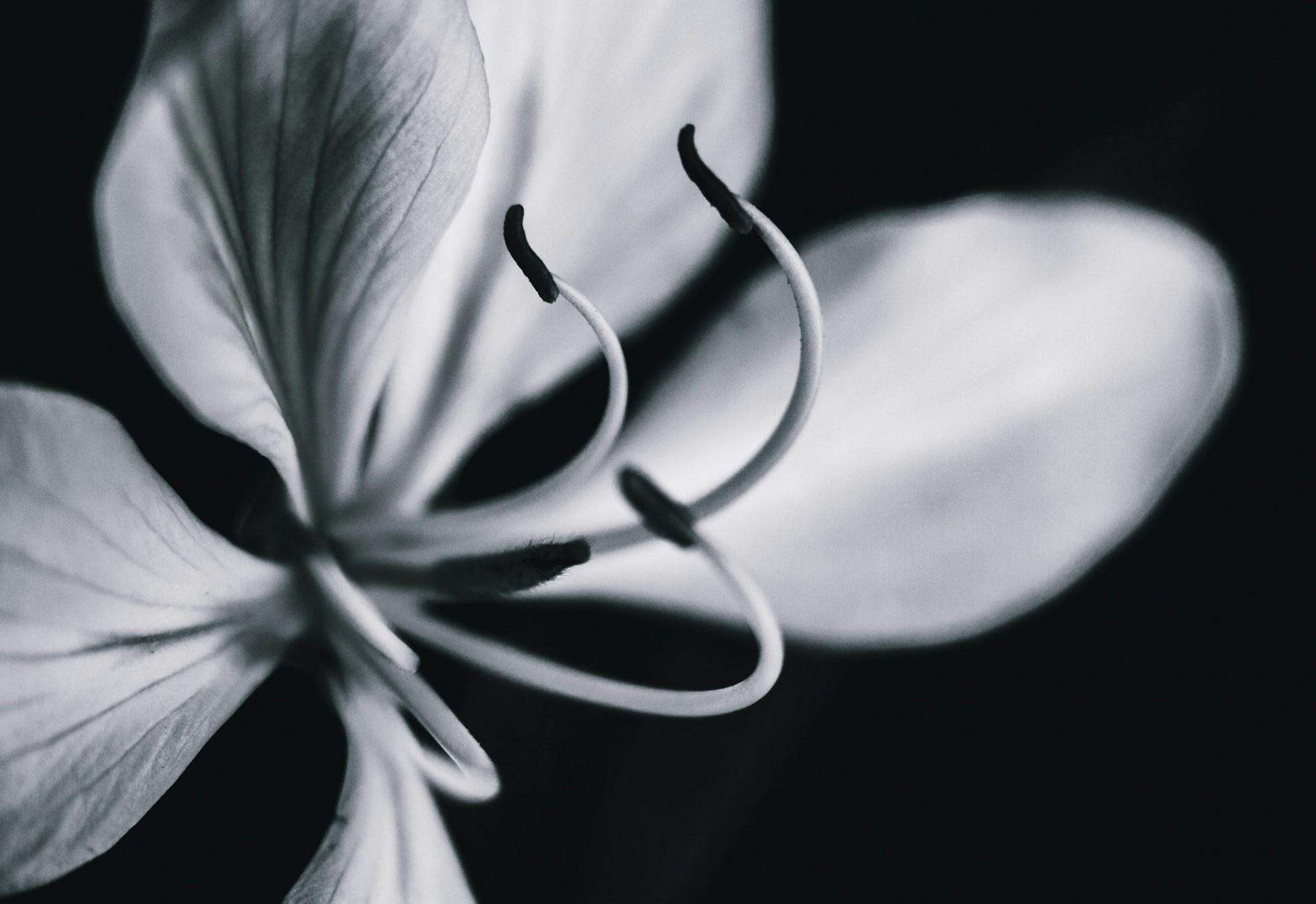 An artistic black and white close-up of a flower, highlighting delicate textures and the photographer's attention to detail.