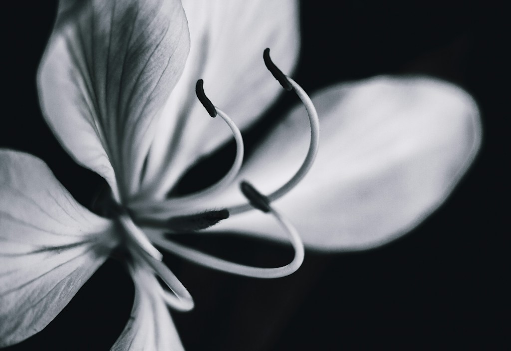 Edelweiss Botanical Study