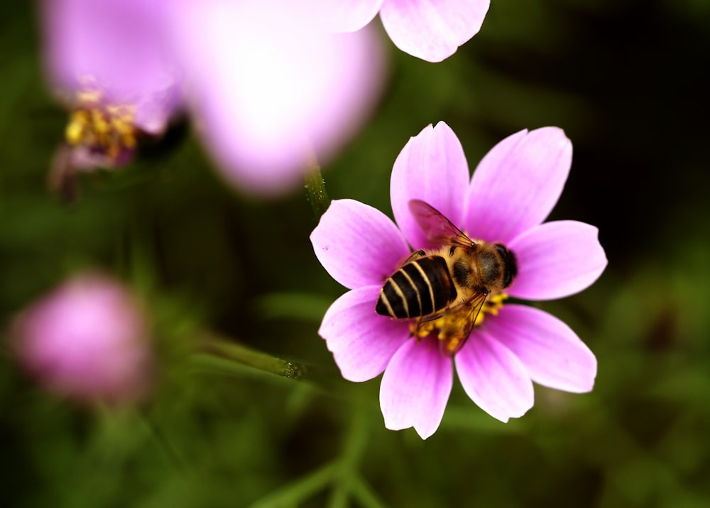 yellow and black bee