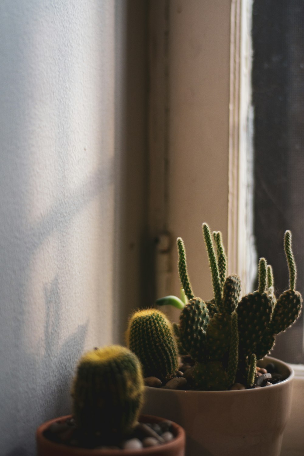 green cactus plant in planter