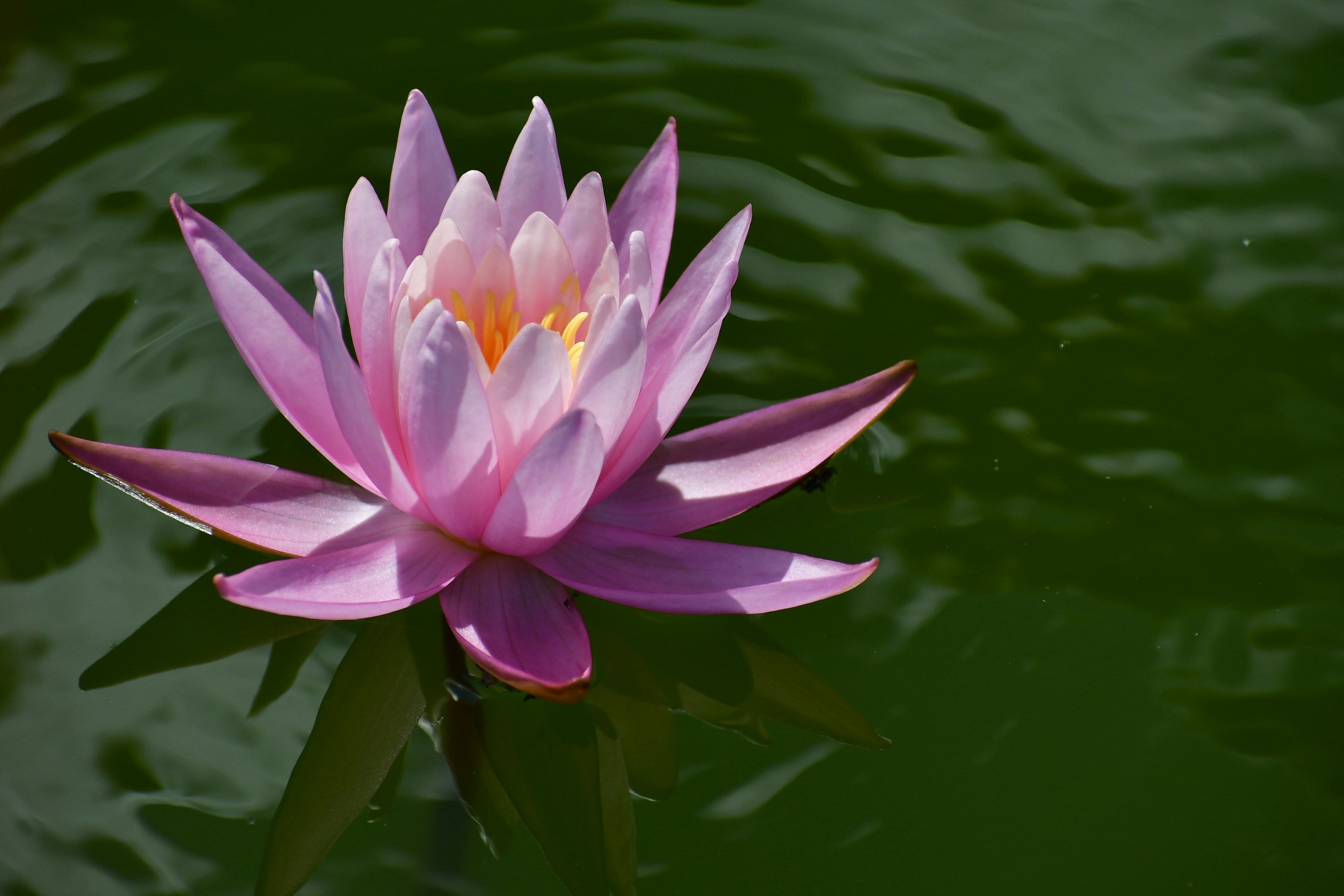 Pink lotus flower photo Free Plant Image on Unsplash