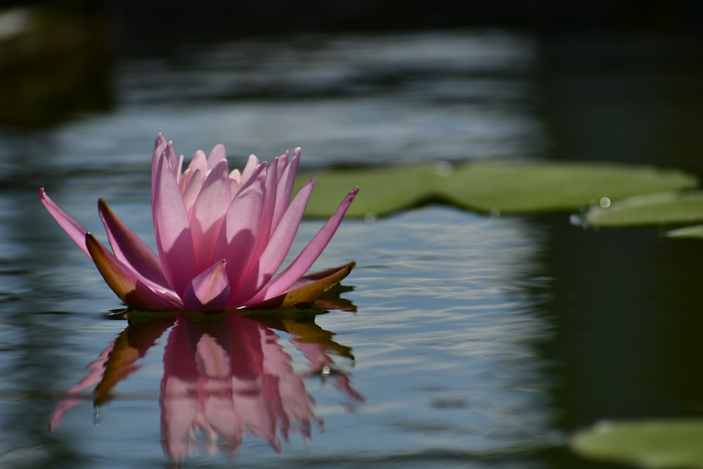 pink-petaled water flower near green lilies