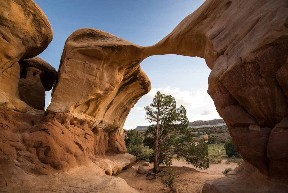 green tree below brown arch rock formation