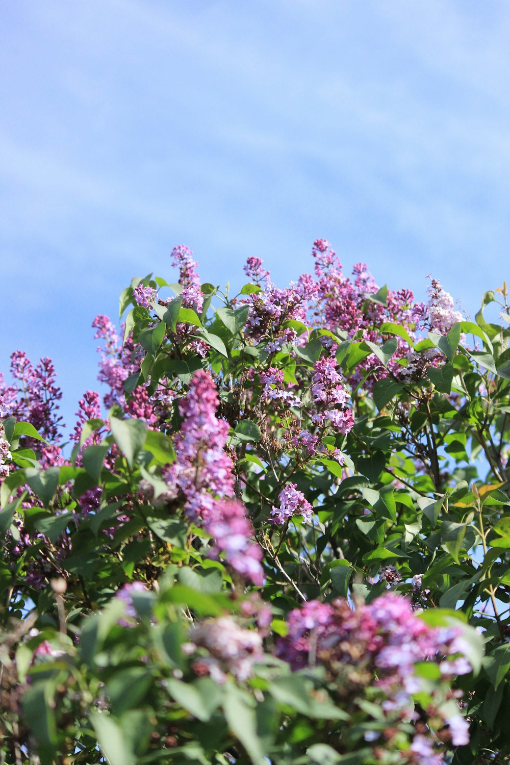 purple-petaled flower