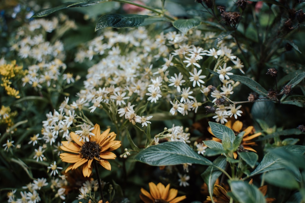 white and orange flower