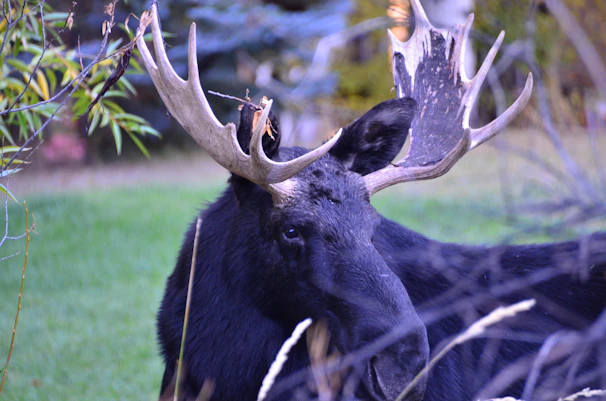 A close-up of a bull moose standing proudly in a misty northern forest at dawn.