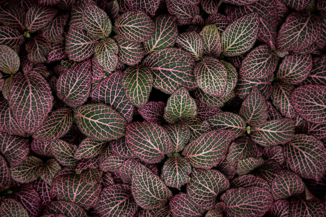 maroon plant