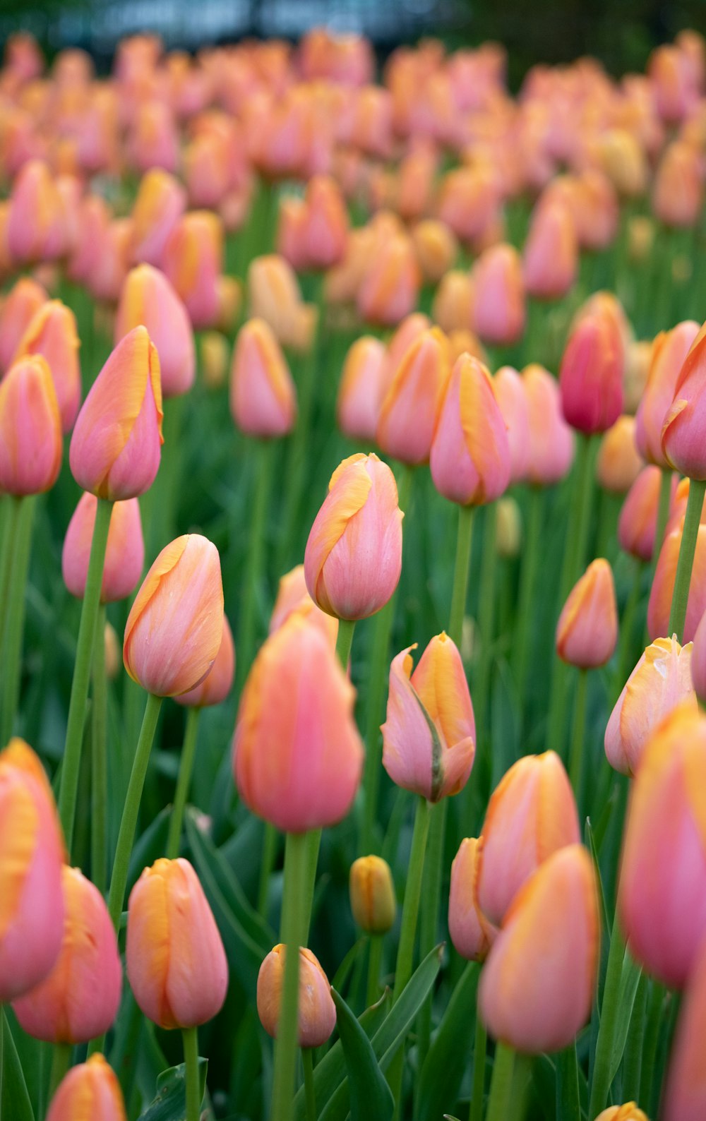 champ de fleurs de tulipes roses
