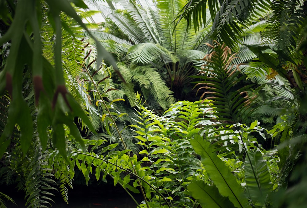 green-leafed plant