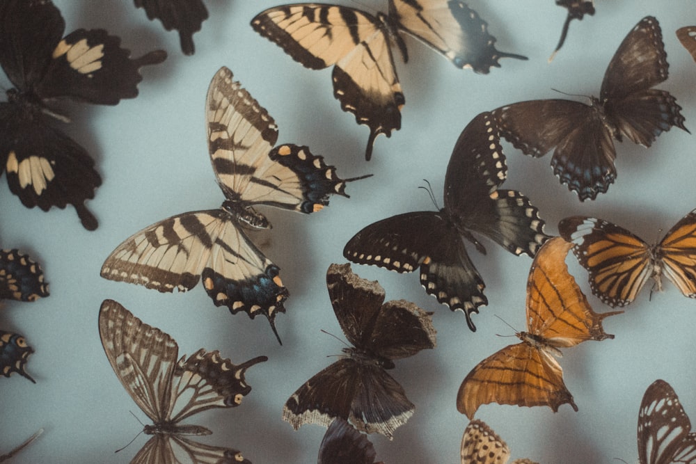 brown and beige decorative butterflies