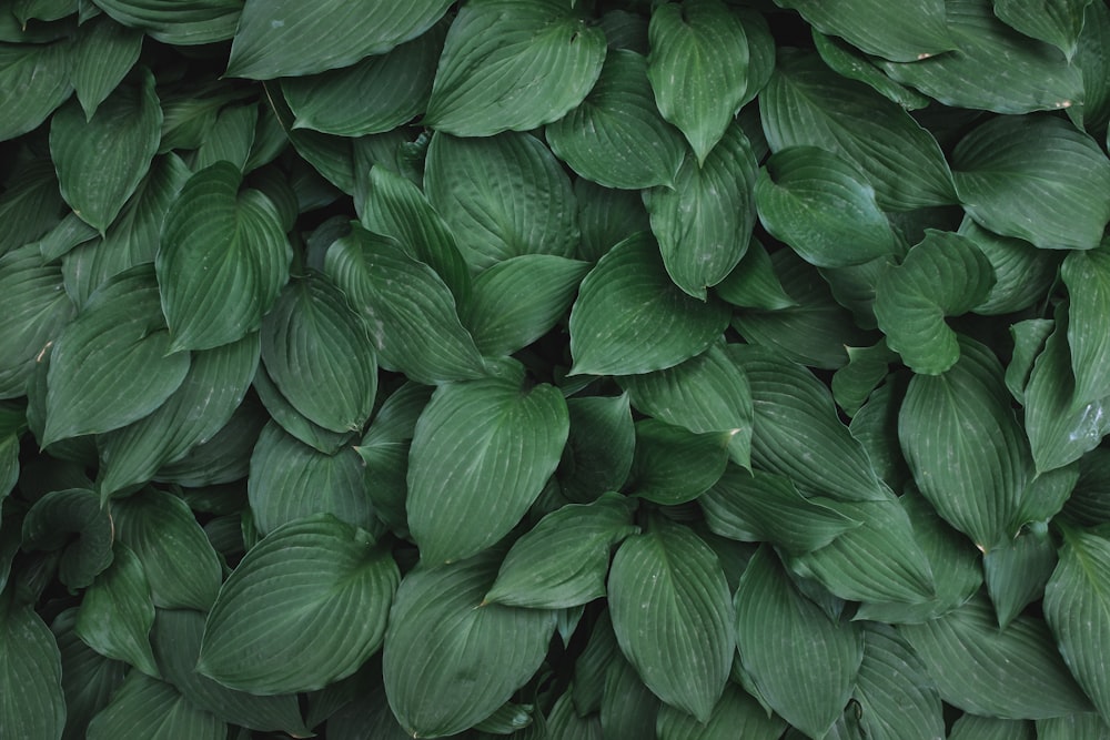 green leafed plants