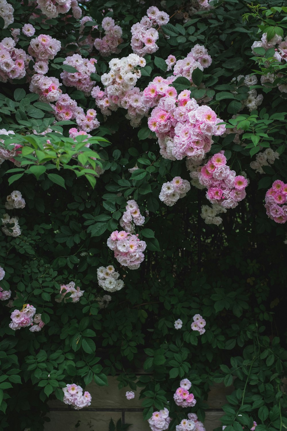 pink cluster flowers