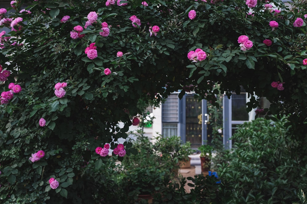 pink petaled flower arch