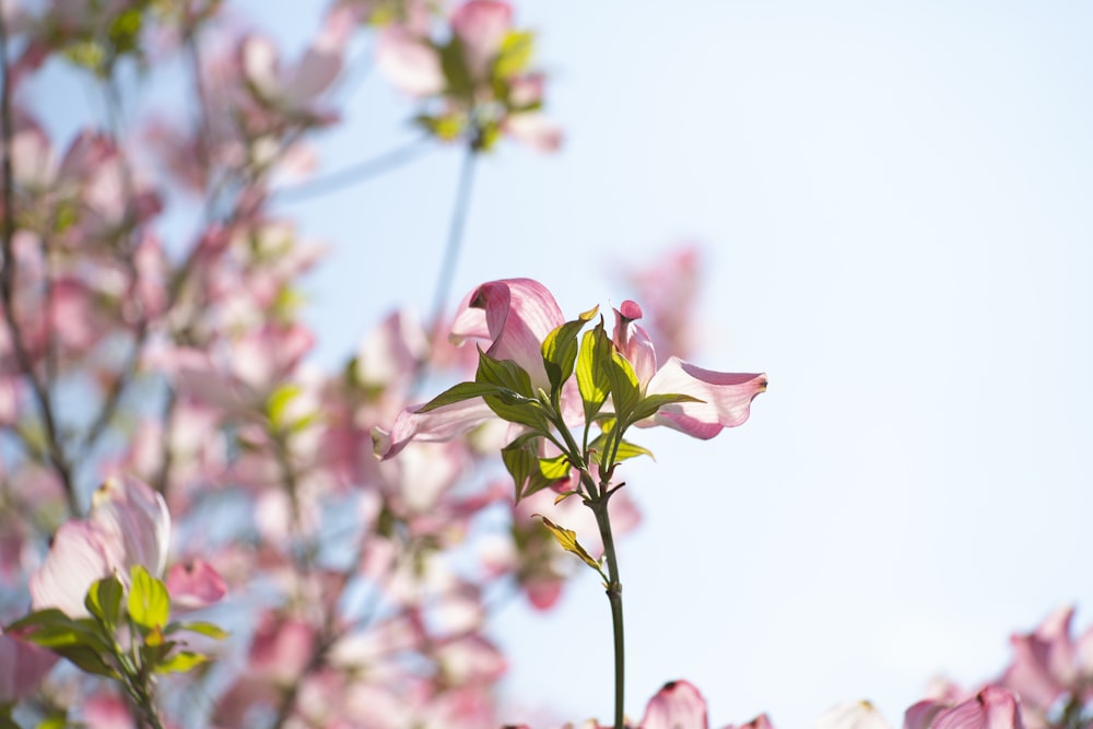 pink petaled flower