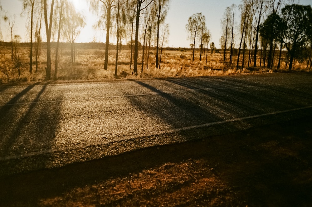 leafless tree near highway during daytime