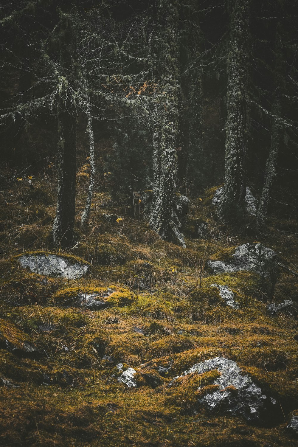 forest during daytime