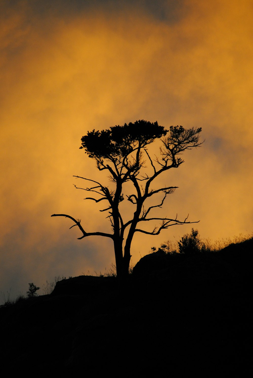 silhouette of tree