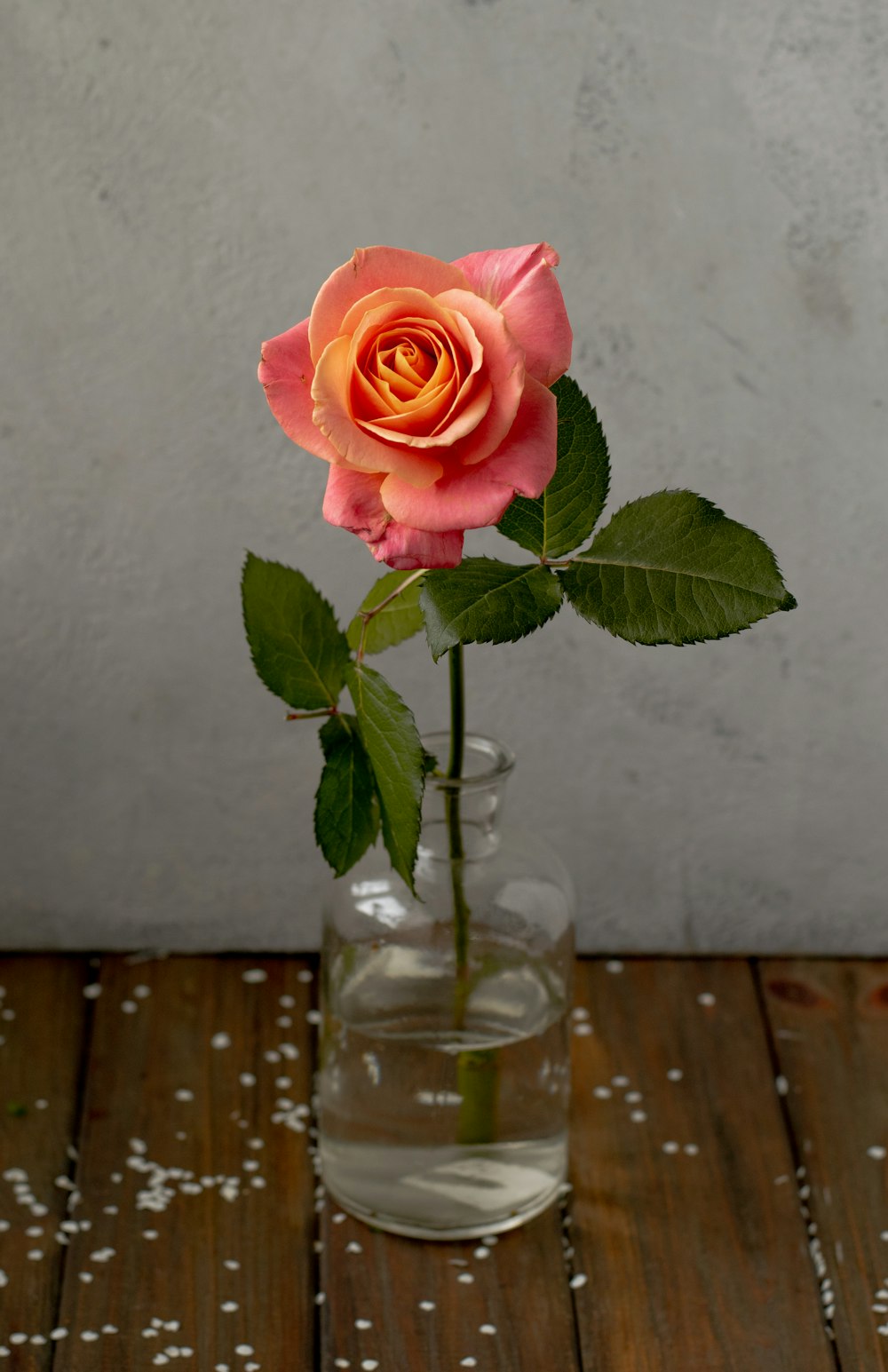 flor de rosa rosa