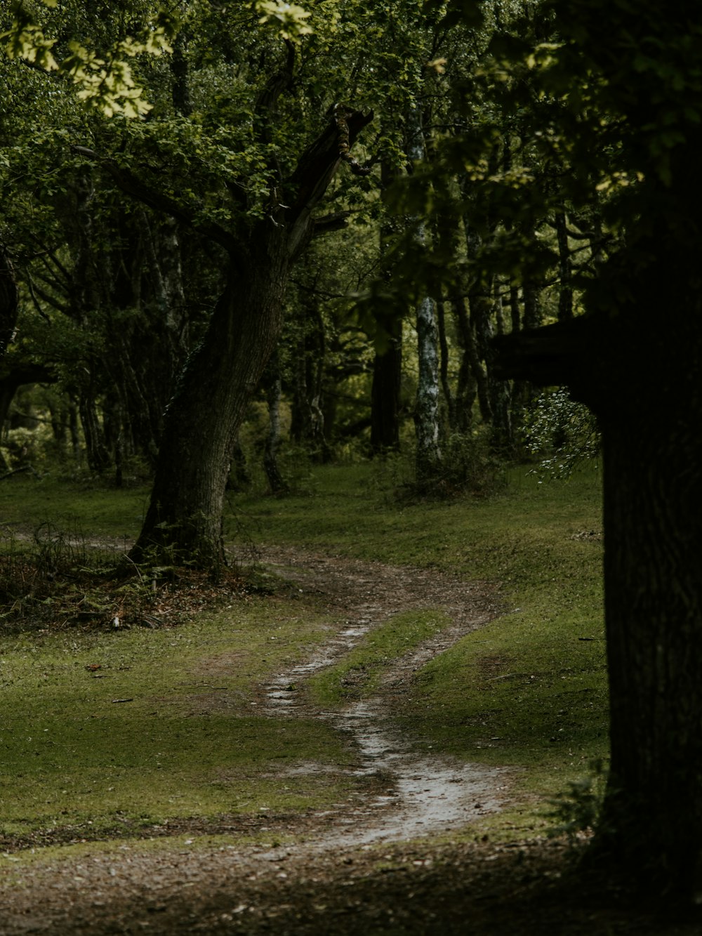 green trees during daytime