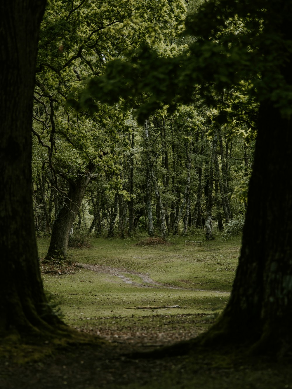 forest trees