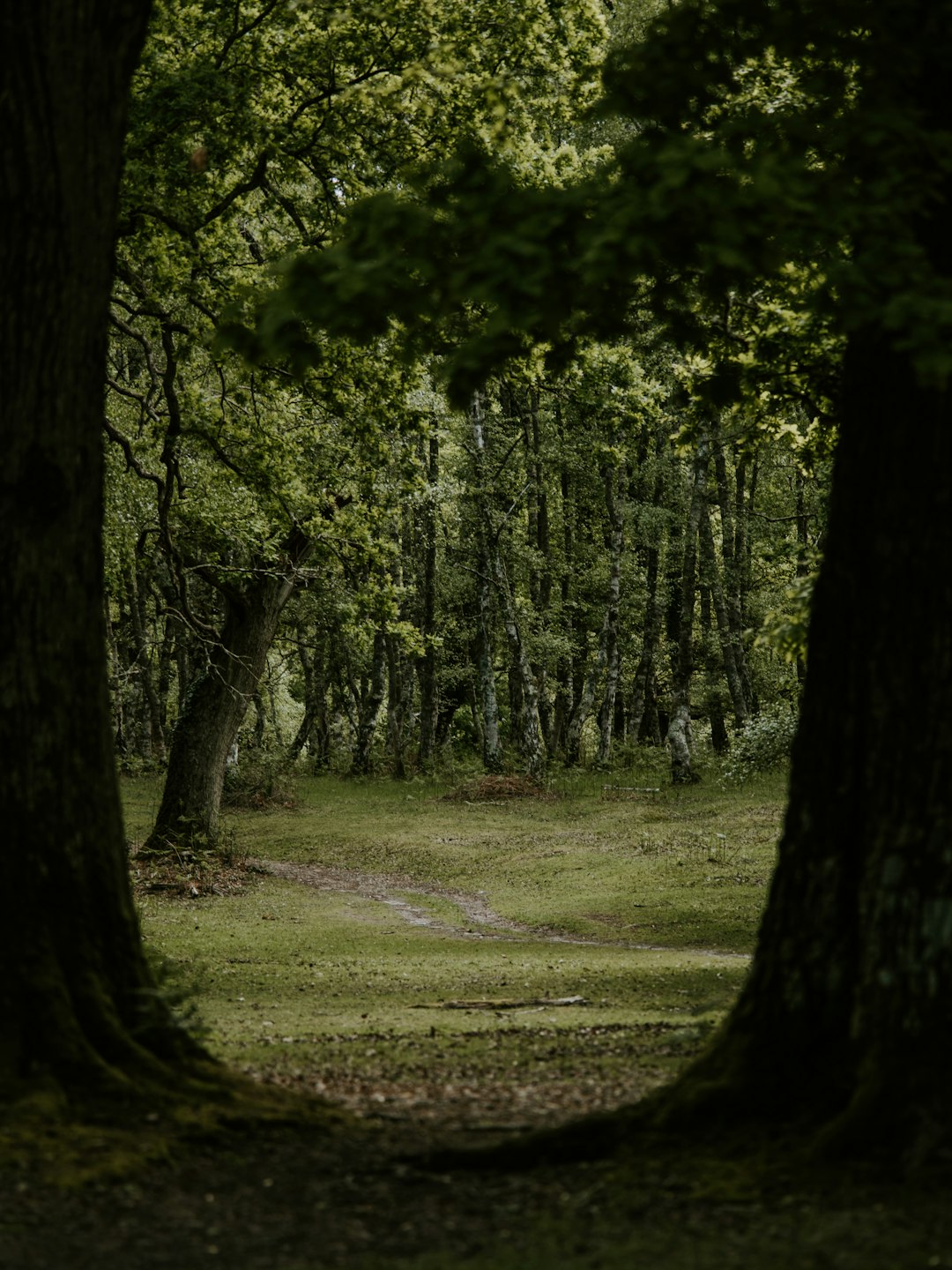 forest trees