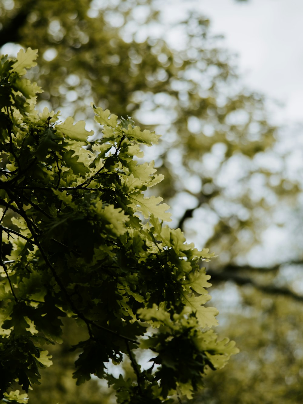 green leafed trees in close-up photo