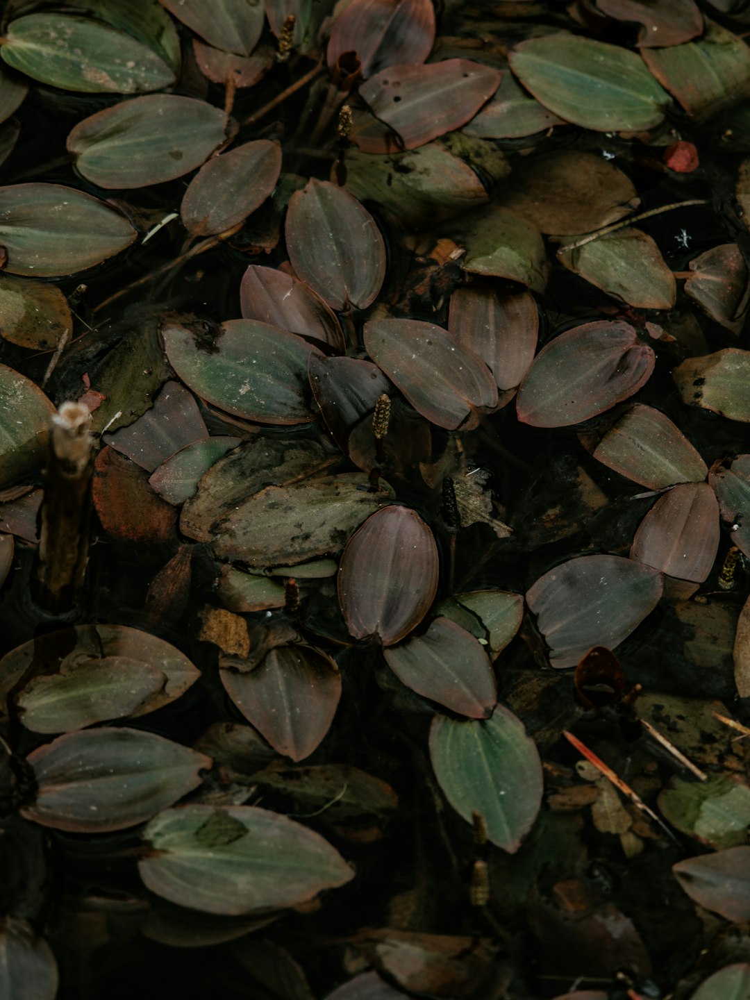 green leaf plants