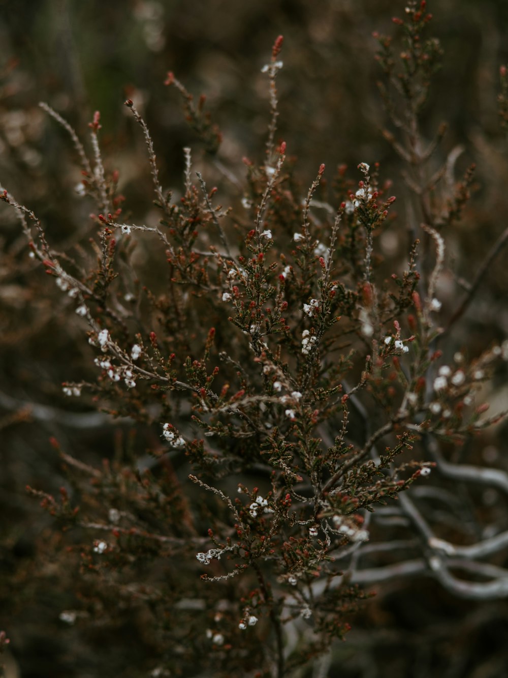 white wildflowers blooming